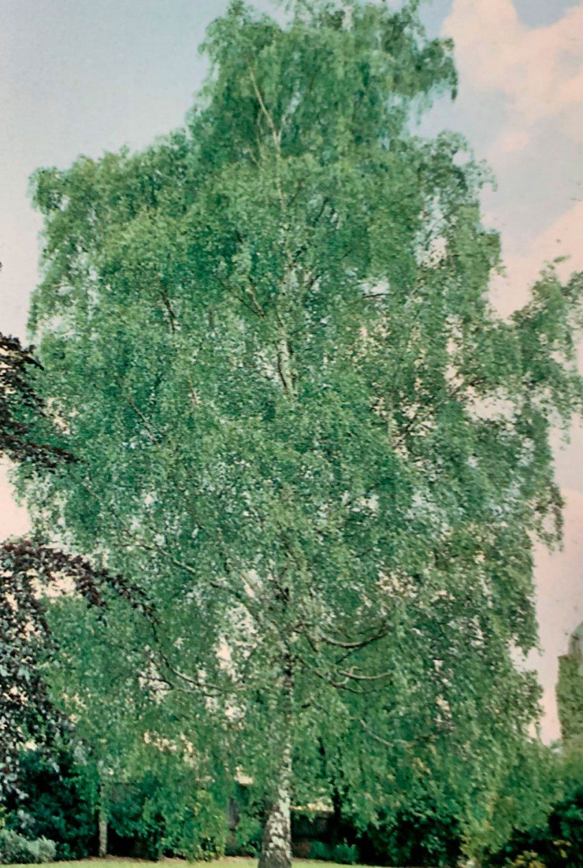 Betula Alba Verrucosa   Abedul
