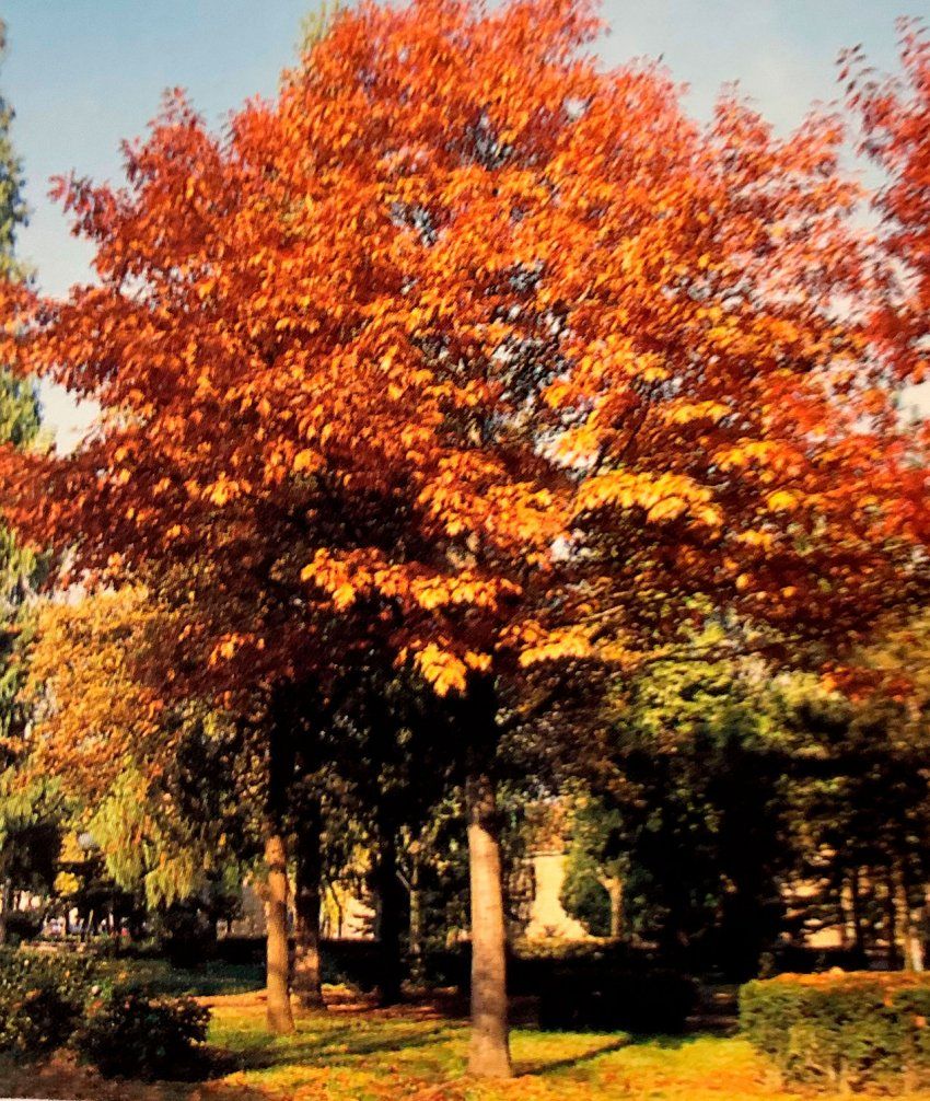 Quercus Rubra – Roble Americano