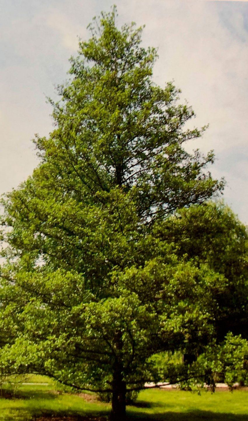 Alnus glutinosa   Aliso