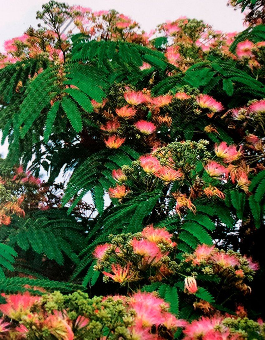 Albizzia Julibrissim – Acacia de Constantinopla