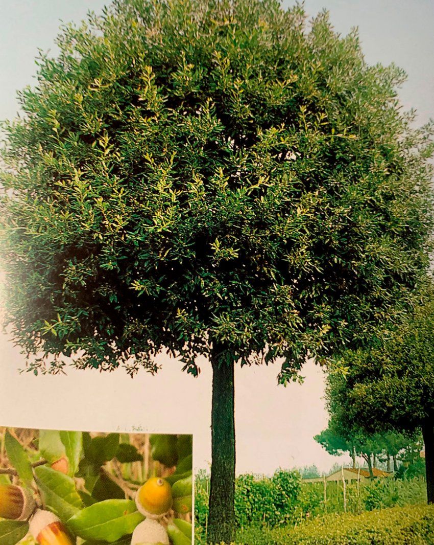 Quercus Ilex – Encina