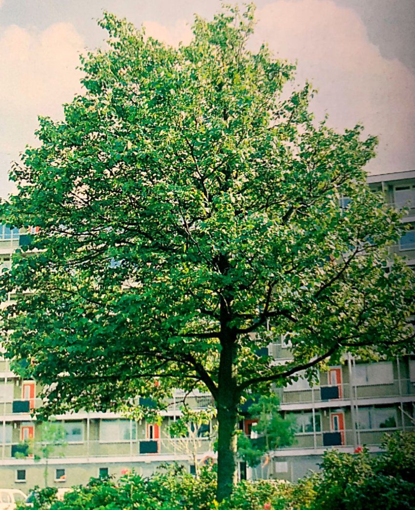 Tilia Platyphillos – Tilo de hoja grande