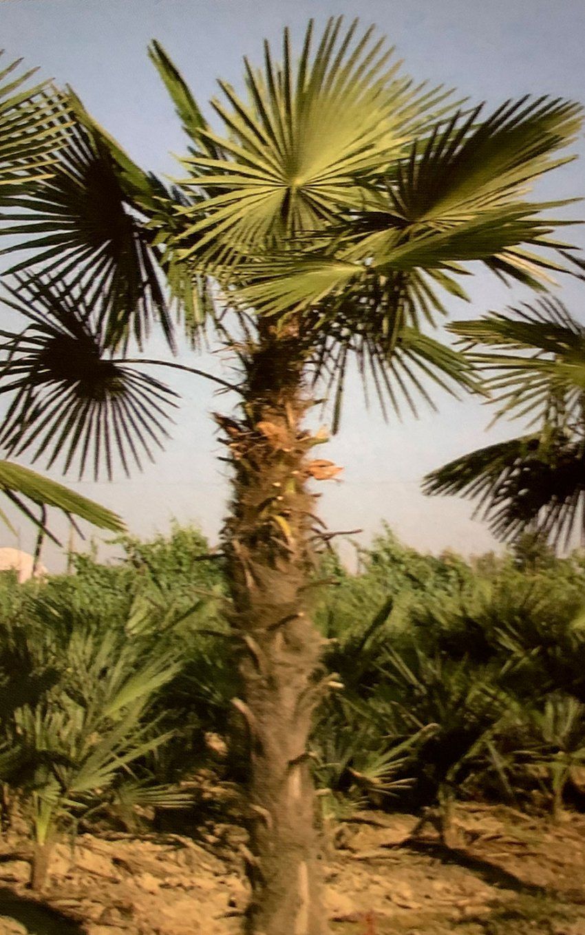 Chamaerops Excelsa – Palmera de Fortune