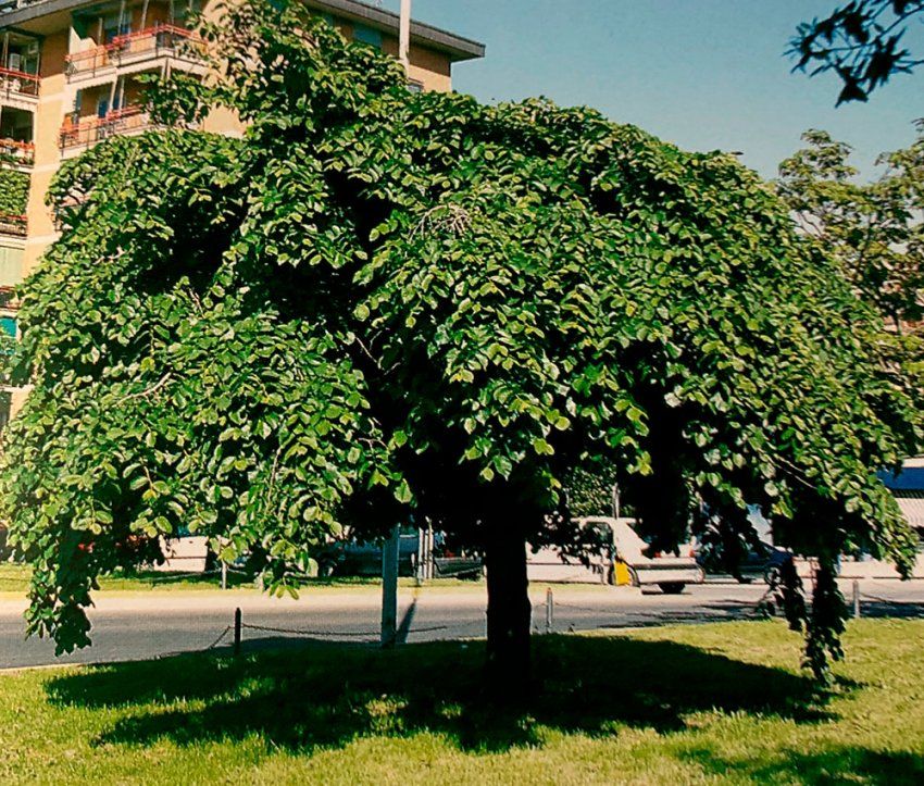 Ulmus Glabra Pendula – Olmo llorón