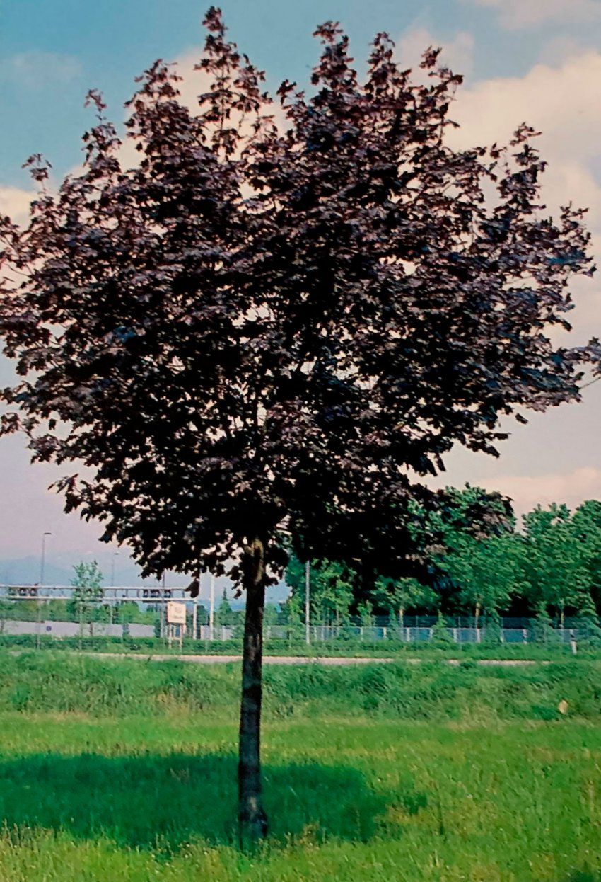 Acer Platanoides Krymson King – Arce Real