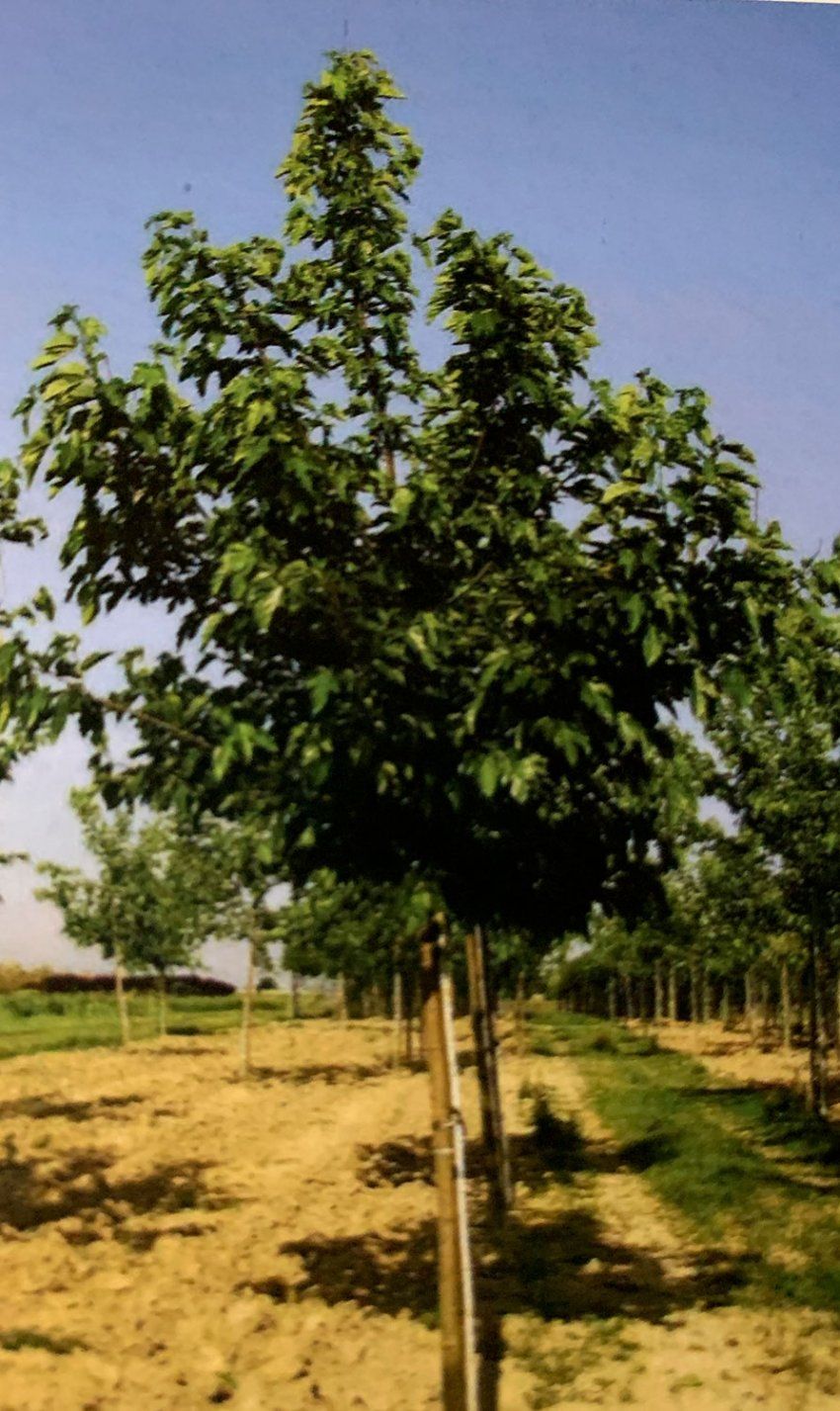 Morus Fruitless – Morera Blanca