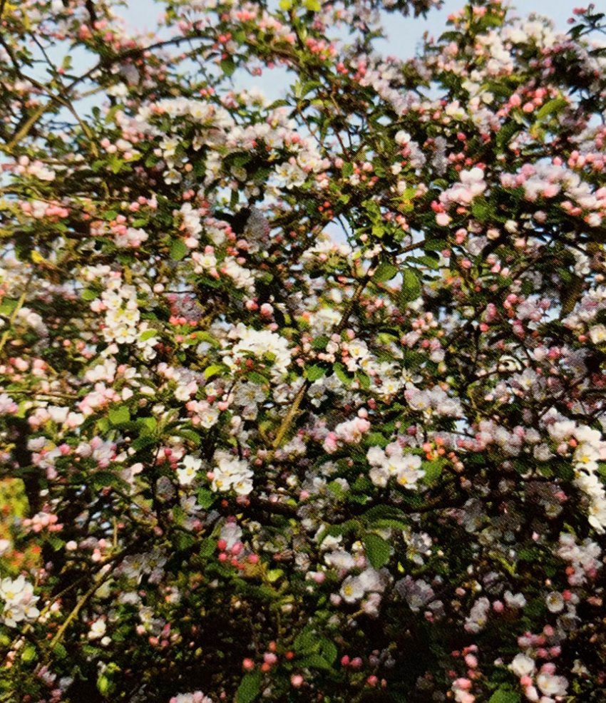 Malus Red Sentinel – Manzano ornamental