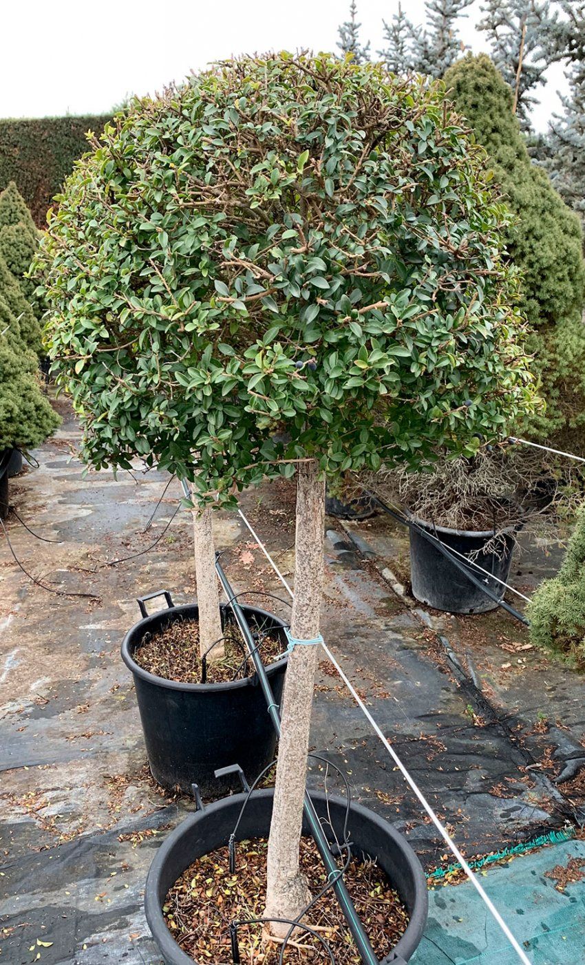 Ligustrum Jonandrum