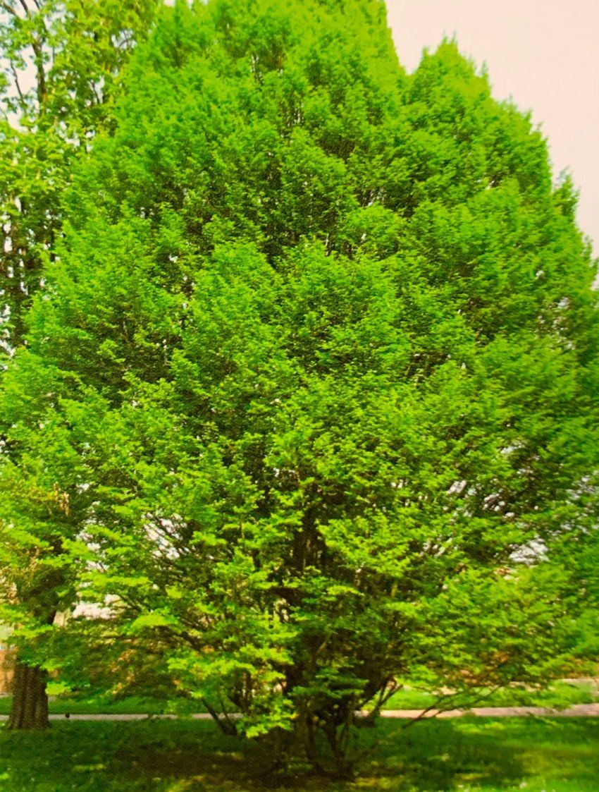 Carpinus Betulus   Carpe