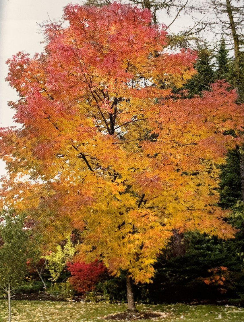 Fraxinus Angustifolia Raywood – Fresno del Cáucaso
