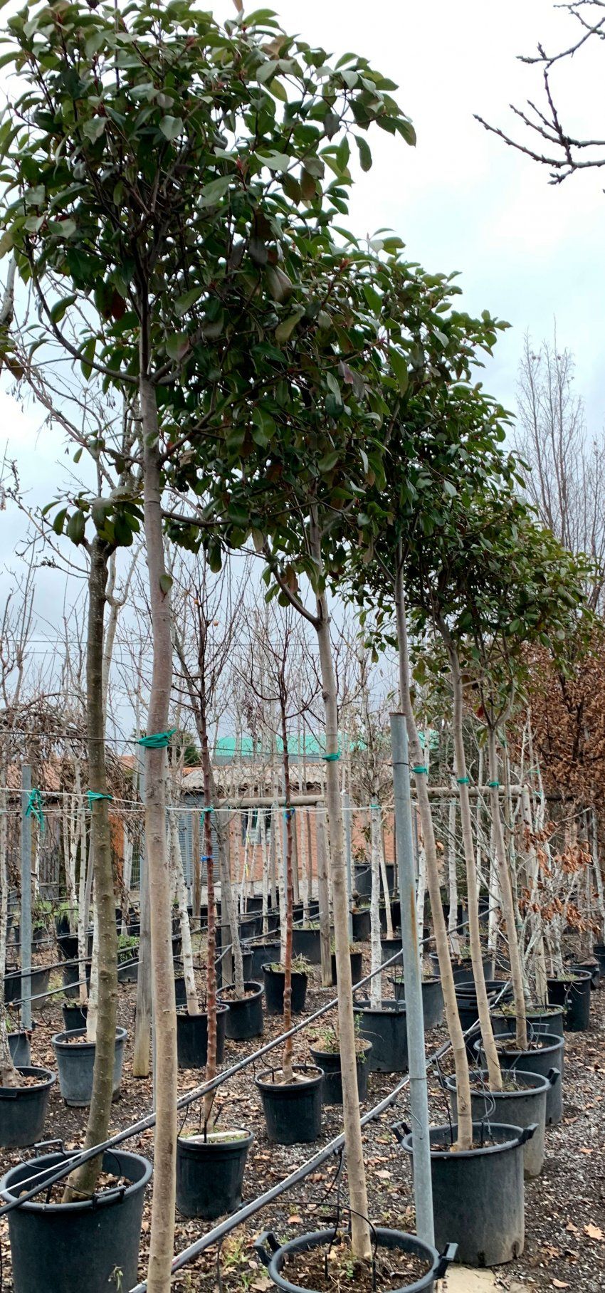 Photinia Frasery – Fotinia