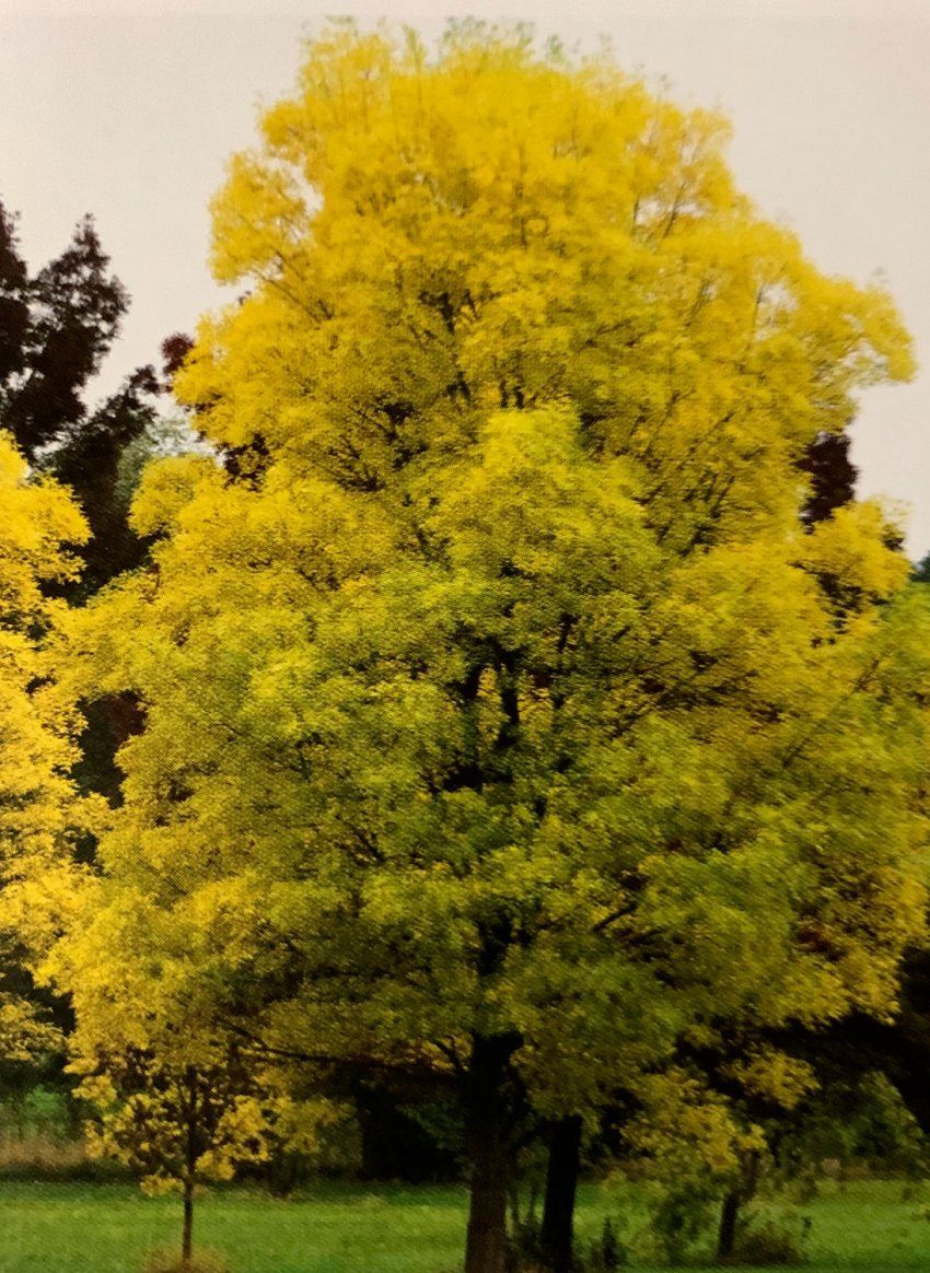 Fraxinus Excelsor – Fresno común