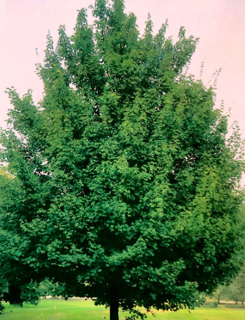 Acer Campestre – Arce común