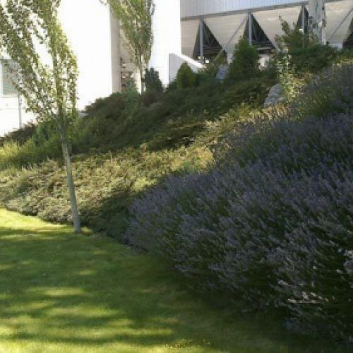 Jardín con césped y plantas