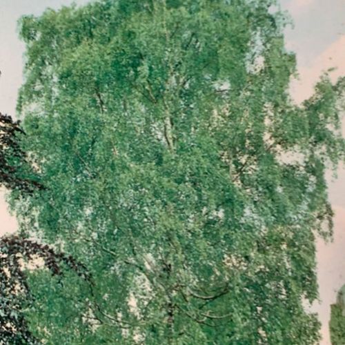 Betula Alba Verrucosa   Abedul