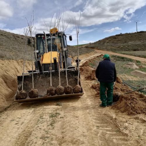 Tractor con árboles para plantar