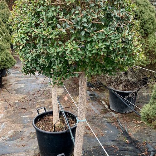 Ligustrum Jonandrum