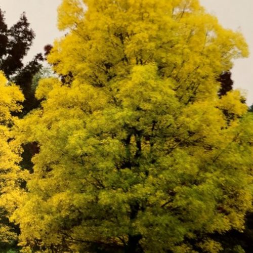 Fraxinus Excelsor – Fresno común