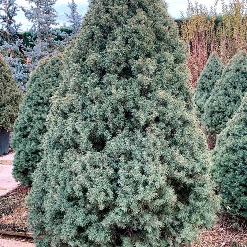 Picea Glauca Cónica – Picea Cónica