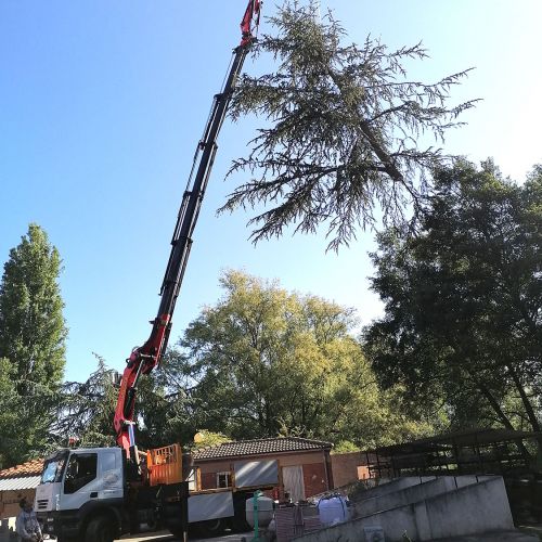 Camión grúa realizando trabajos de tala en árboles altos