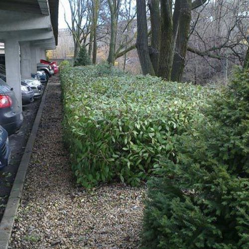 Jardín con césped y plantas en exterior de urbanización