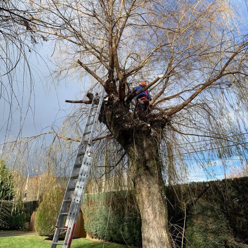 Escalera alta colocada en árbol y operario realizando poda