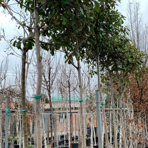 Photinia Frasery – Fotinia