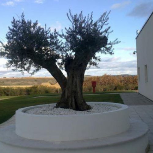 Decoración de jardín con olivo