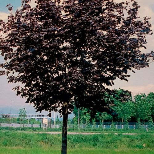 Acer Platanoides Krymson King – Arce Real