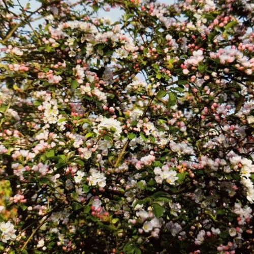 Malus Red Sentinel – Manzano ornamental