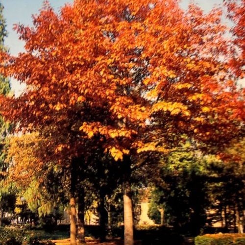 Quercus Rubra – Roble Americano