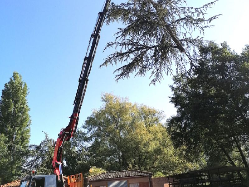 Camión grúa realizando trabajos de tala en árboles altos