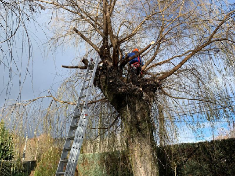 Escalera alta colocada en árbol y operario realizando poda