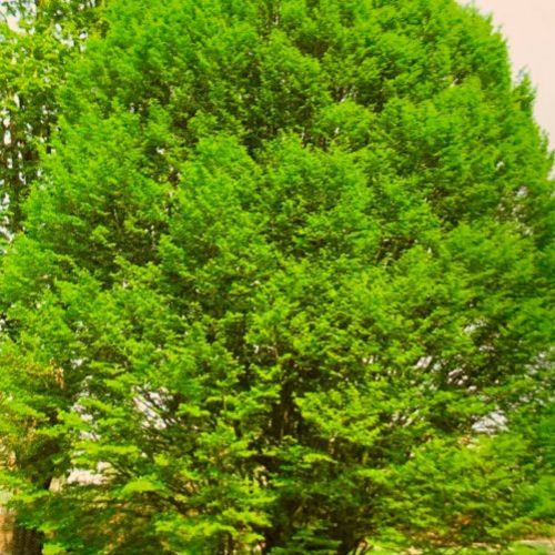 Carpinus Betulus   Carpe