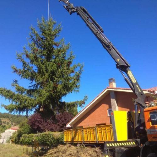Camión grúa elevando un árbol