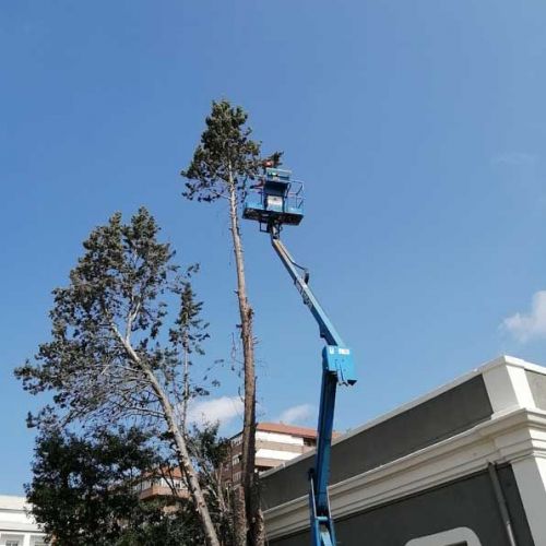 Tala de arboles con brazo articulado