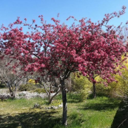 Árboles de jardín