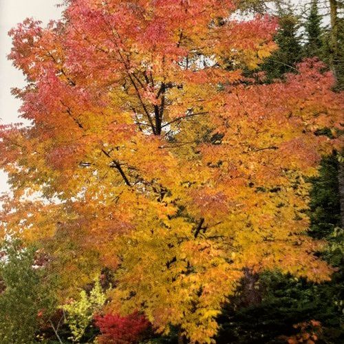 Fraxinus Angustifolia Raywood – Fresno del Cáucaso