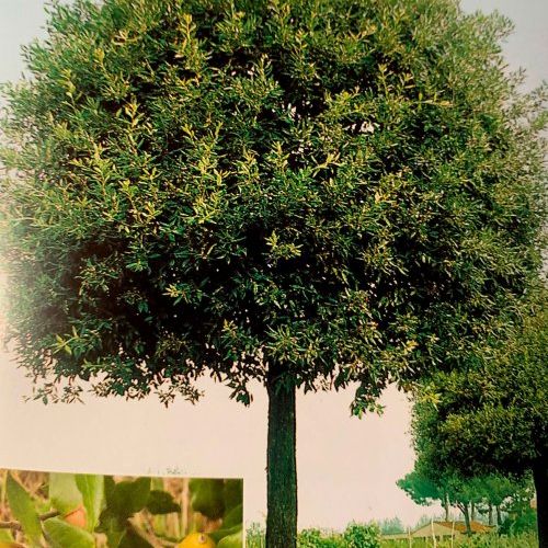Quercus Ilex – Encina
