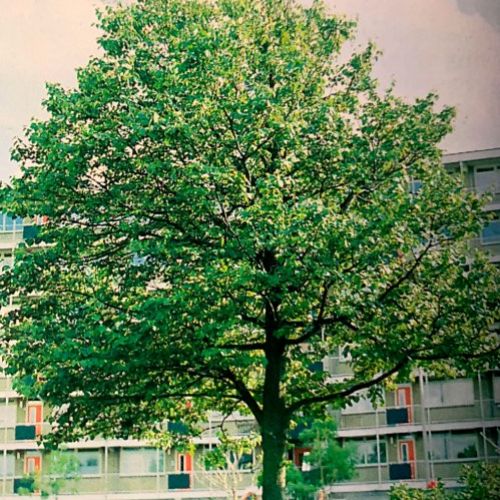 Tilia Platyphillos – Tilo de hoja grande