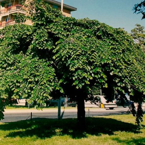 Ulmus Glabra Pendula – Olmo llorón