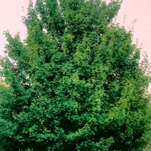 Acer Campestre – Arce común