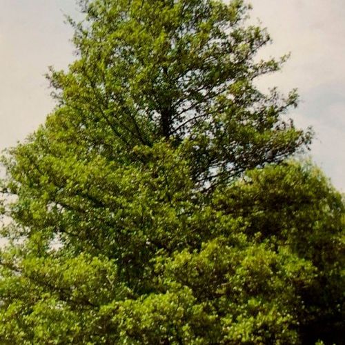 Alnus glutinosa   Aliso