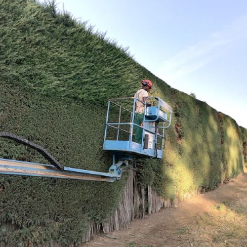 Maquinaria grúa con operario realizando poda en lateral de seto
