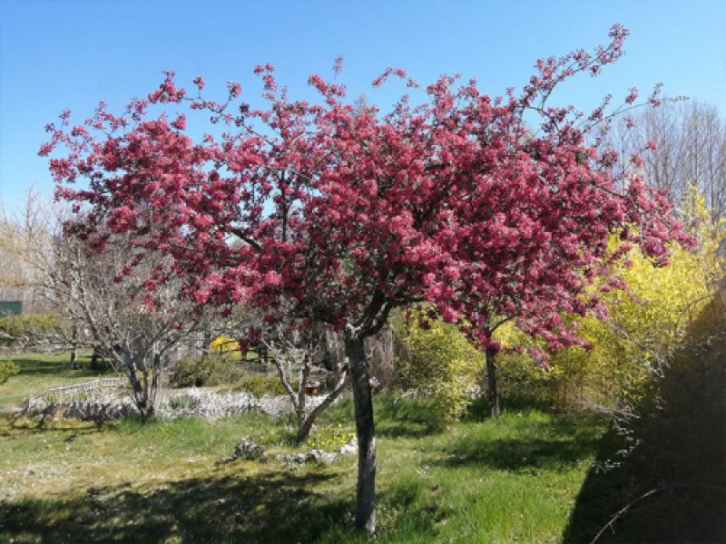 arboles arboles
