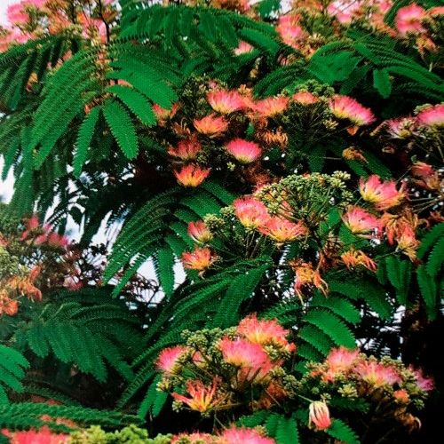 Albizzia Julibrissim – Acacia de Constantinopla