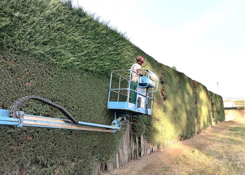 Servicios profesionales de Jardinería Estalote