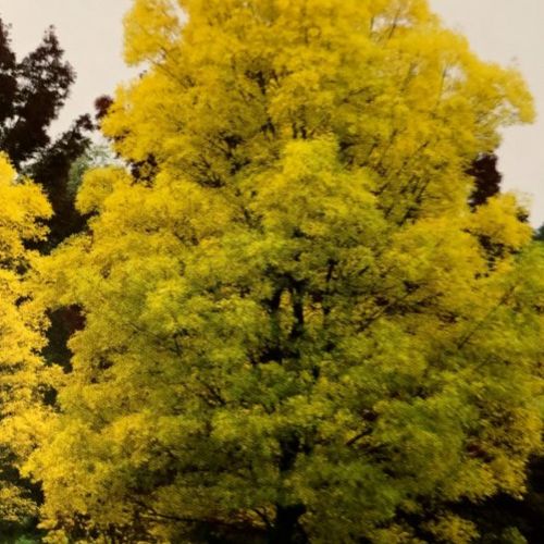 Fraxinus Excelsor – Fresno común