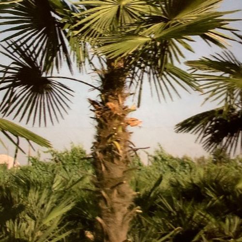 Chamaerops Excelsa – Palmera de Fortune
