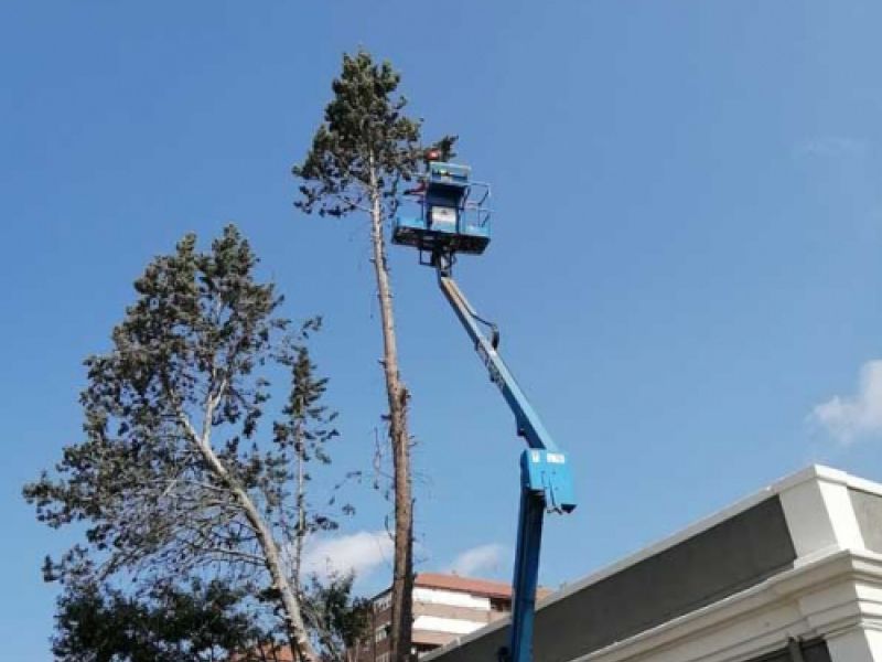 Tala de arboles con brazo articulado